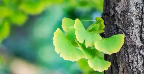 Is ginkgo biloba extract safe?